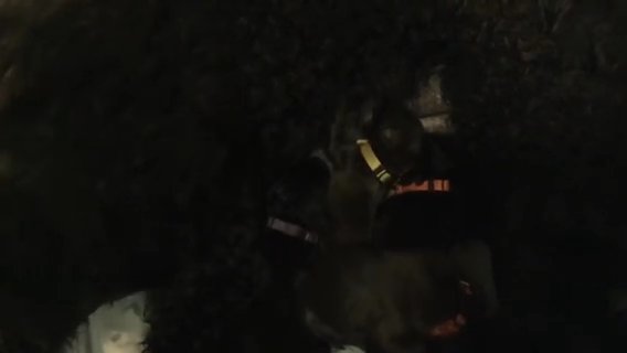 Labradoodles