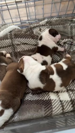 American Pocket Bullies in Jacksonville, Florida