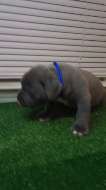 5 week old Pocket Bully