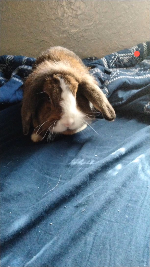 Female rabbit