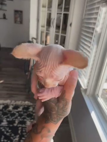 Sphynx baby