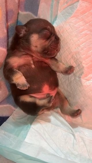 Cocoa & Tan Male French Bulldog