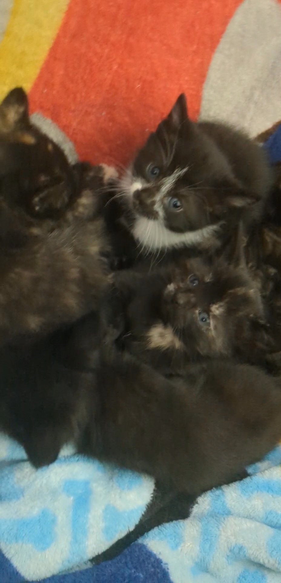 American shorthair/Bombay kittens