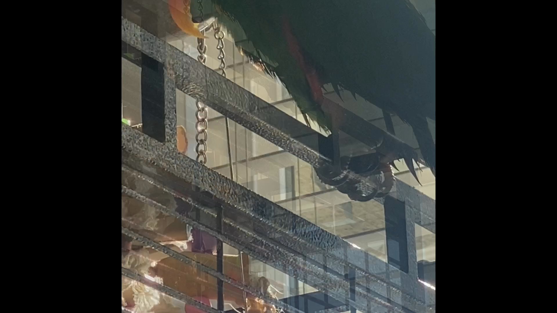 Banner Fancy and crested canary babies