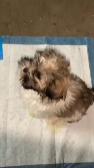 Rocky the Shih Tzu
