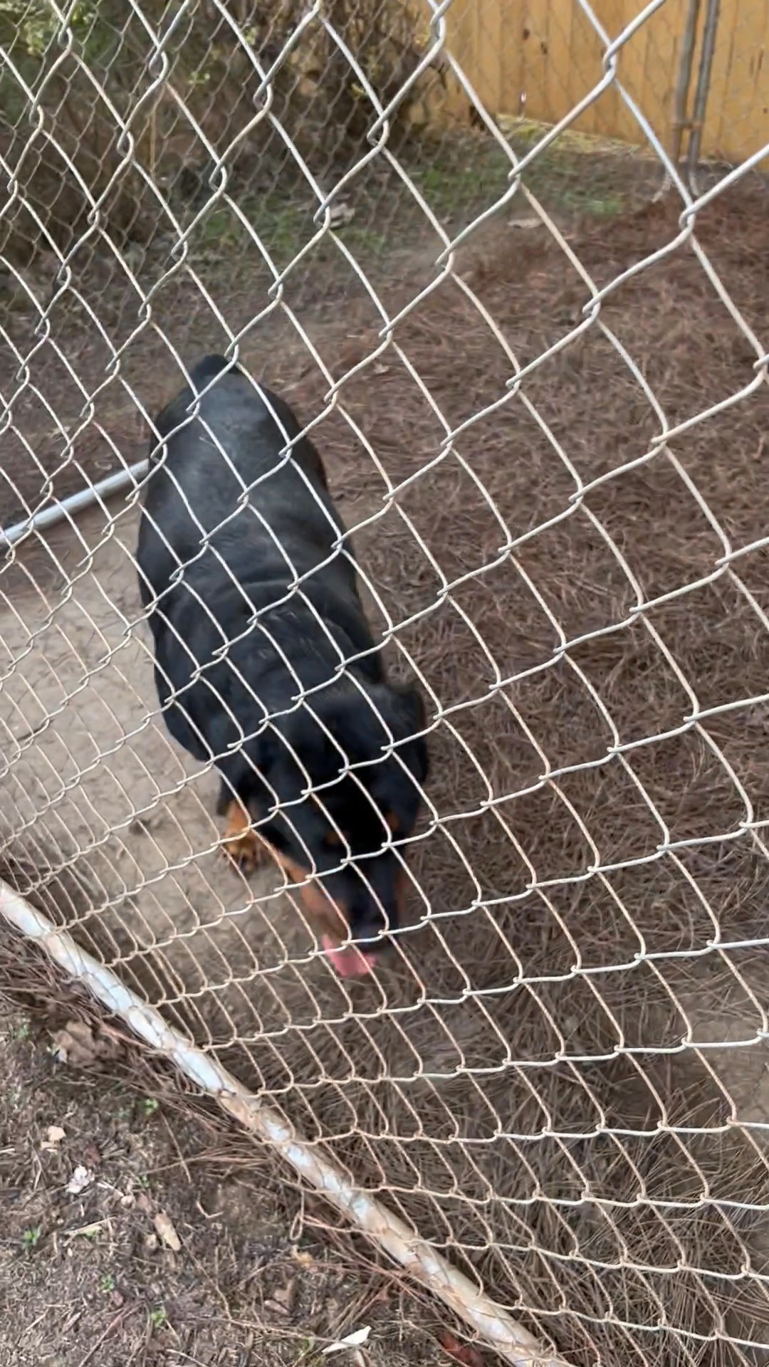 Akc reg rotti pups