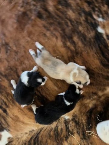 Cute Border Collie/Great Pyrenees Puppies!
