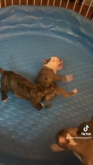ADBA American Bully Pups For Sale