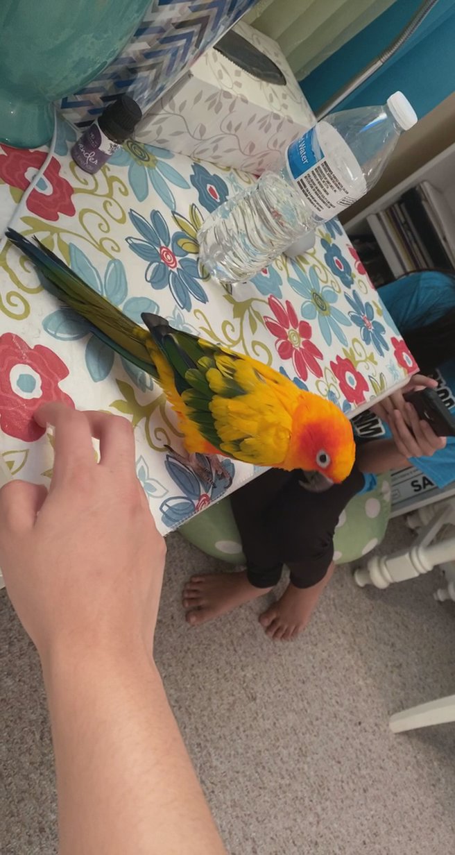 Tamed Sun Conure