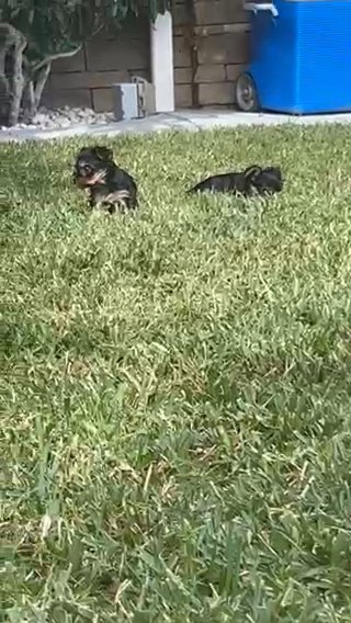 Sweet Baby’s