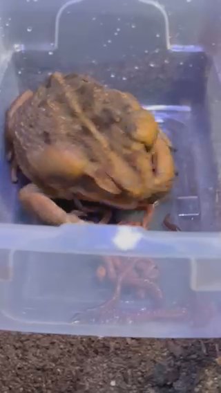 Large 8” Cane Toad in Charlotte, North Carolina
