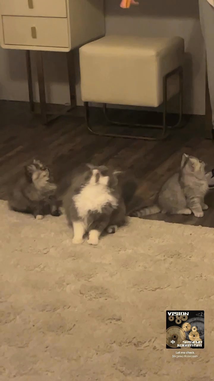 Persian kitten