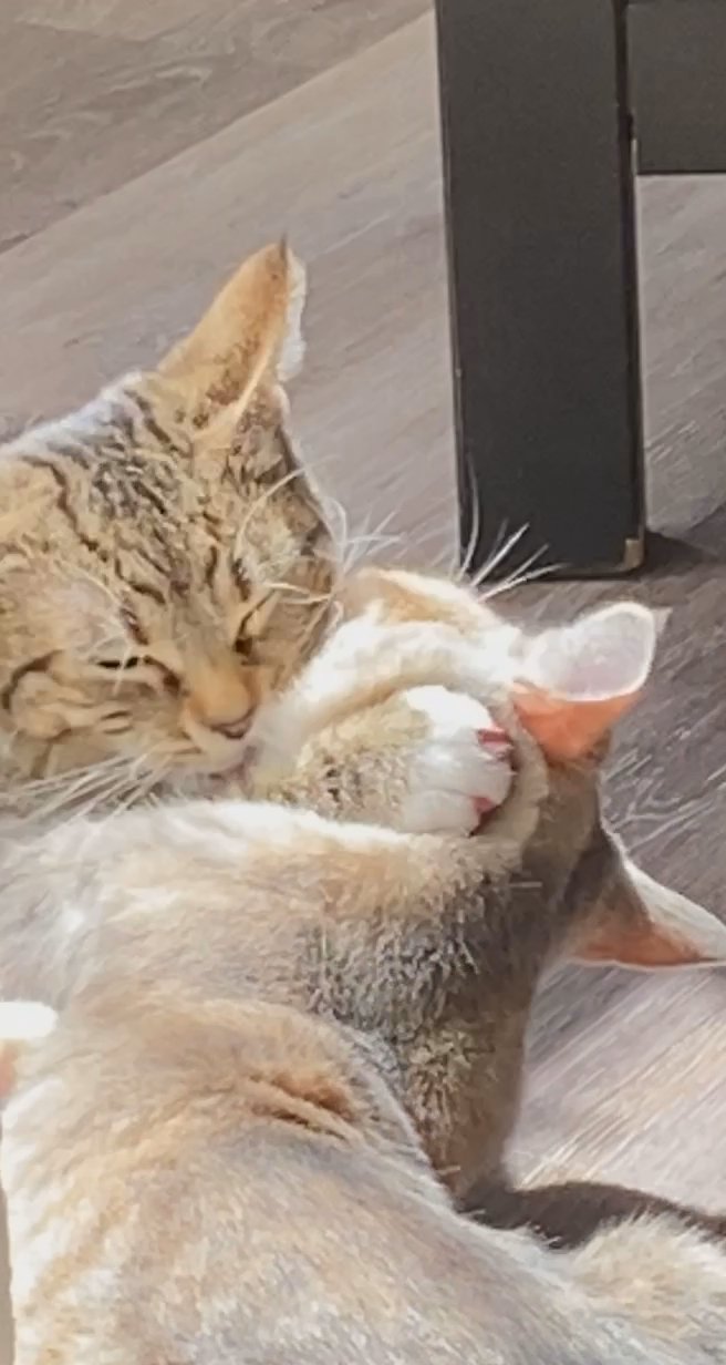 Two bonded sisters