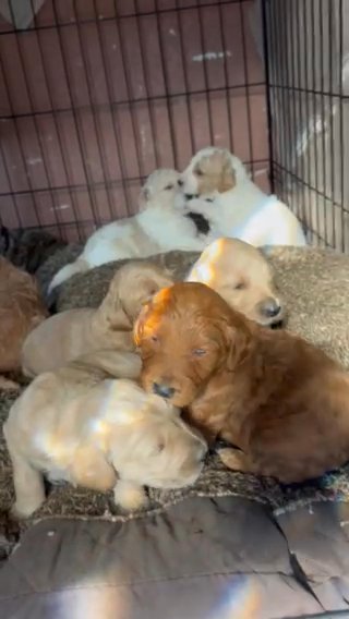 Goldendoodle Puppies