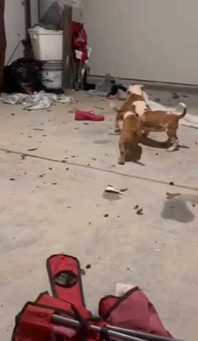 Pitbull Puppies For Sale. 200 For Boys And 250 For Girls