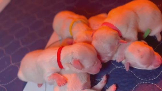 Malshi Puppies