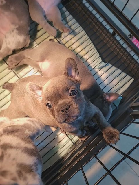 french bulldog