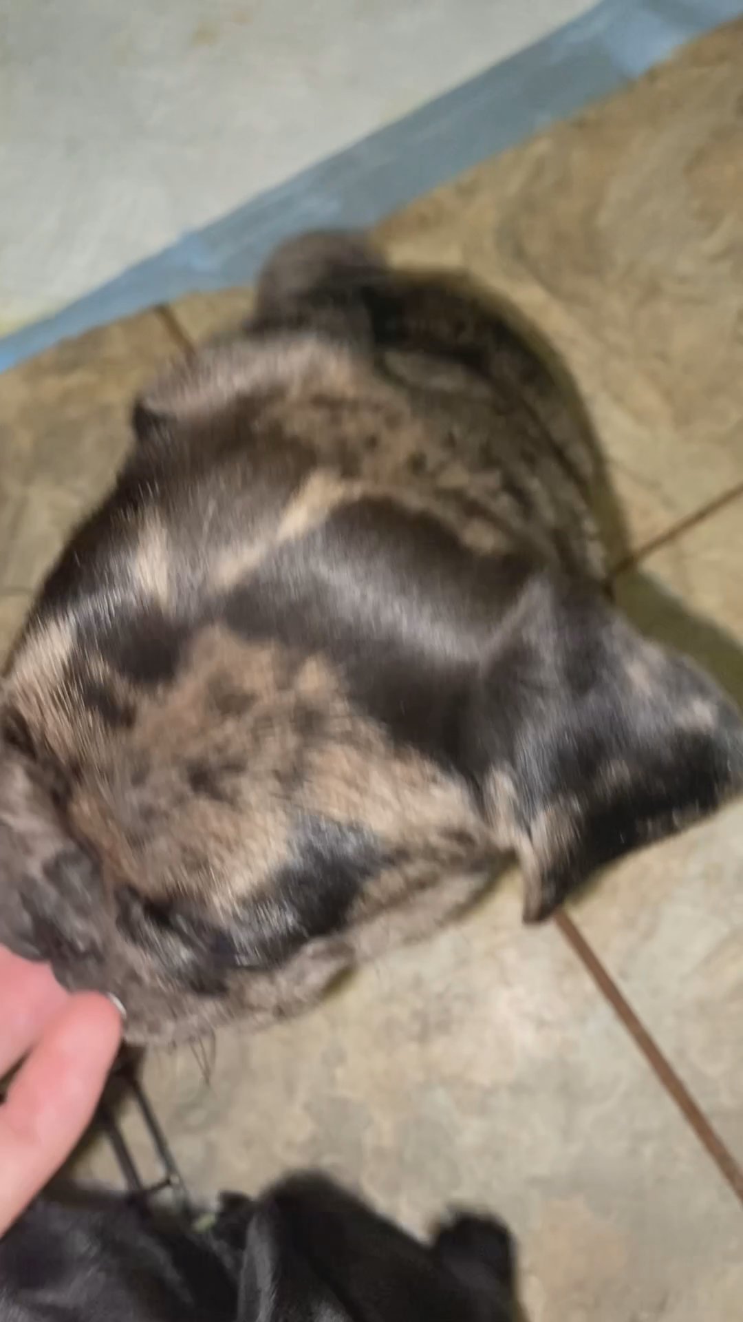 Five months old puppy for sell