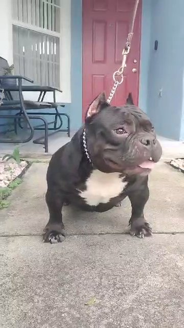 Nano Bully