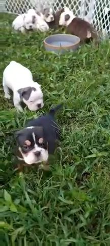 Olde English Bulldogges