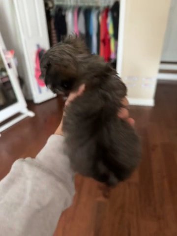 Maltipoo