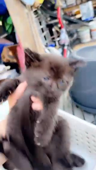 Kittens