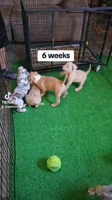 bully time