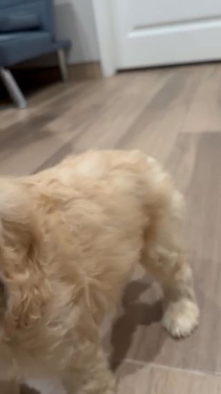 Kiara- Multigenerational Australian Labradoodle