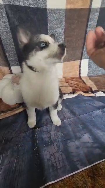 Cosmo