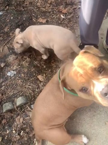 Exotic Pocket Bullys in Indianapolis, Indiana