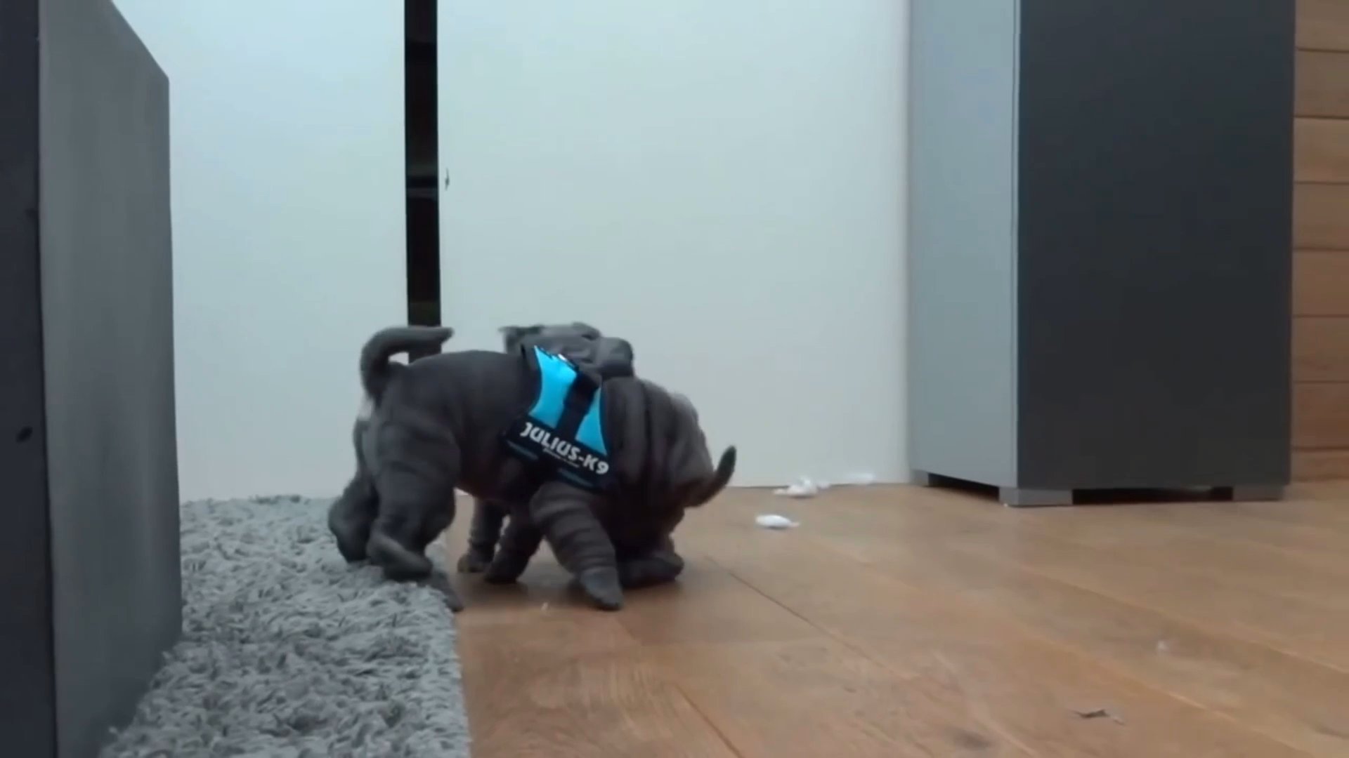 Shar pei