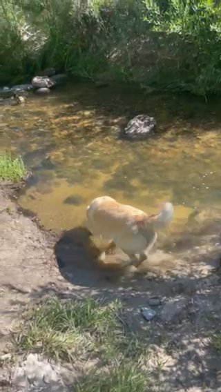1.5 Year Old Female Golden Retriever