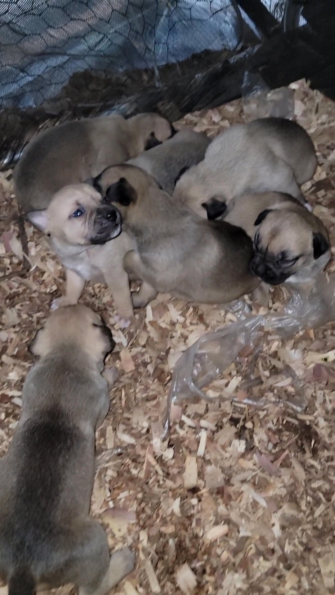 Akita/ Staffordshire Terrier