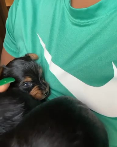 Teacup Yorkie Babies (Deposit Required)