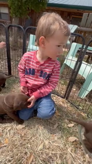 AKC/UKC LABRADOR PUPPIES