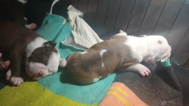 puppies in Springfield, Illinois