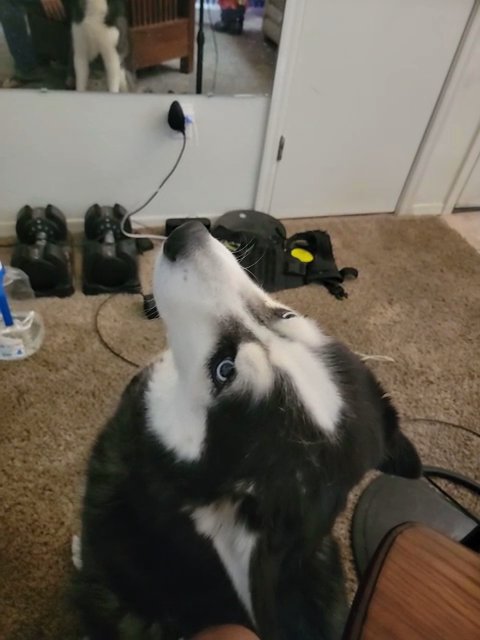 Buddy needs a new home.