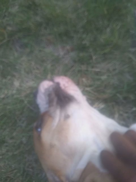 Bella Needs a home!