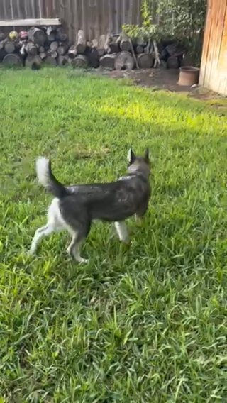 Siberiano Husky