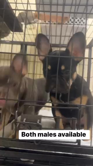 French Bulldogs