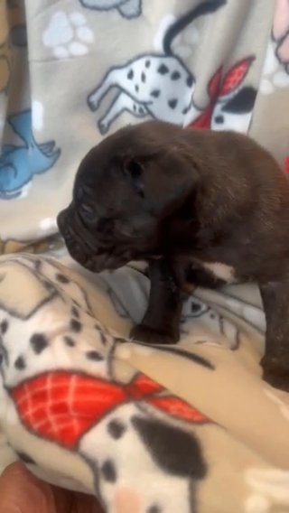 Beautiful Big Black Brindle Female Cane Corso