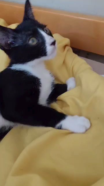 kitten for sale