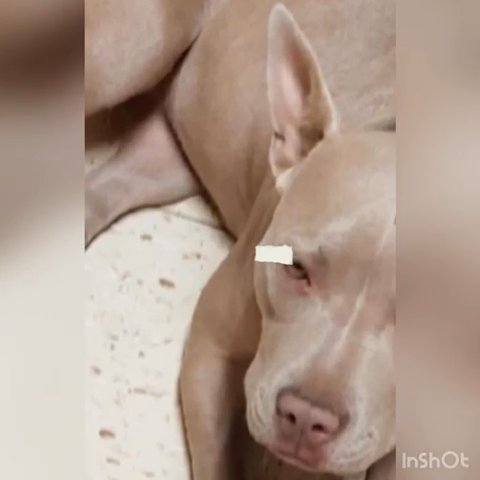 Purebred Lilac Pitbull 6 months