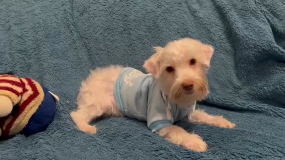 AKC Extreme White chocolate Parti Yorkie in Hammond, Louisiana