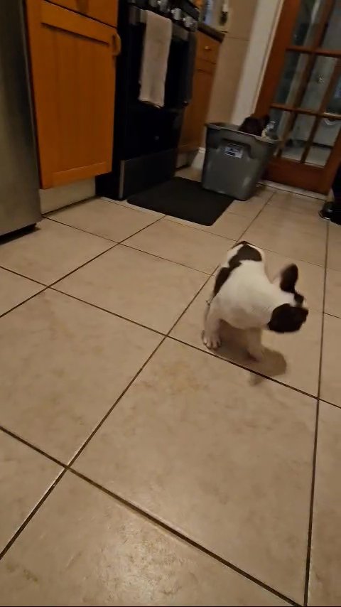 FRENCH BULLDOG KOI ROJO