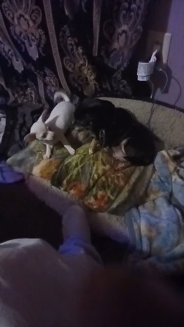 all white female puppy