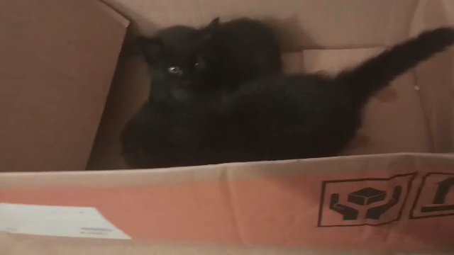 ragdoll Maine coons mix kittens