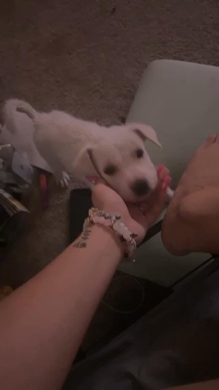 Akita Mixed With Pitbul