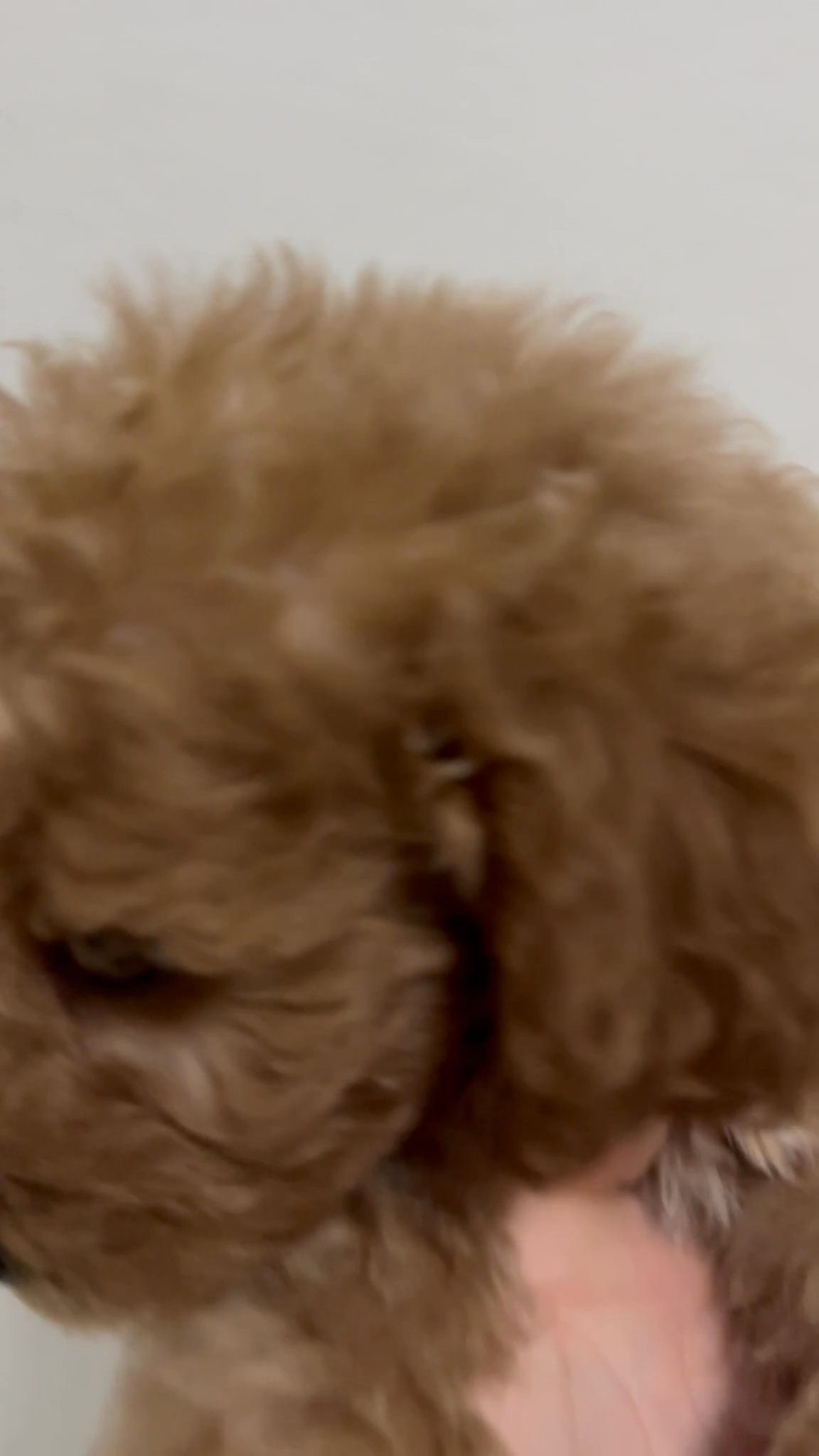 Mini Goldendoodle