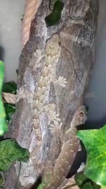 marble geckos $25 a piece